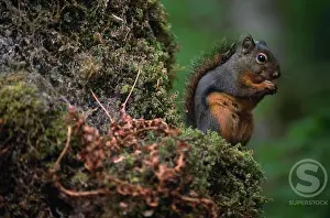 Rodent Wildlife Photos Prints: Chickaree, close-up