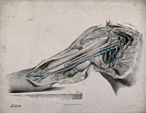 Arteries And Veins Diagram Prints: The circulatory system: dissection of the upper arm