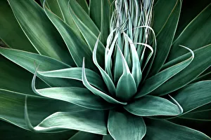 Agave Plant Prints: Agave