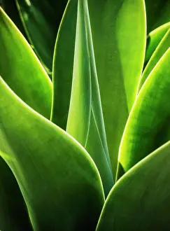 Close Up Green Leaves Prints: Close up of Agave
