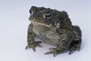 Nearctic Toad Prints: American Toad Print