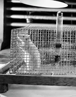 Close-up Print of a Mouse in a Cage