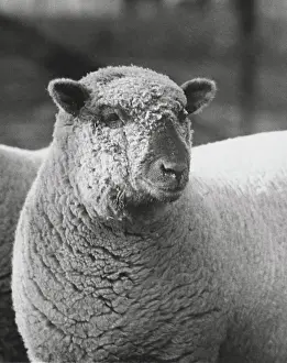 Prints of Close-up of a ram Related Prints: Close-up Print of a Ram