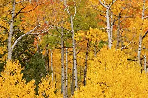 Prints of Close-up view of aspen trees (Populus tremuloides) in forest exploding with golden, fall colors in Colorado; Grand Junction, Colorado, United States of America July Prints: Aspen Trees in Golden Fall Colors Print