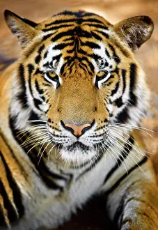 Close-up Print of a Grumpy Tiger