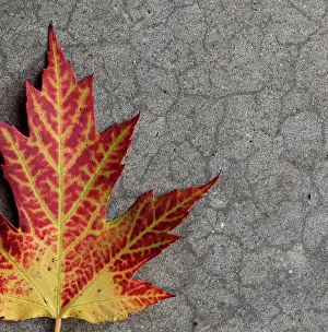 Maple Leaf Close Up Prints: Close up of yellow and red maple leaf on gray background in fall