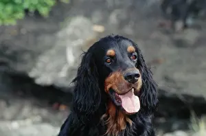 2022 Prints: Closeup Gordon Setter Print