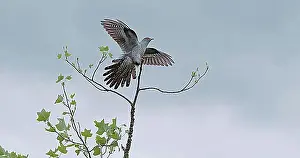 Prints of Common Cuckoo (cuculus canorus), Adult in Flight, Landing on Branch, Normandy Common Cuckoo Prints: Common Cuckoo Print - Adult in Flight Landing on Branch
