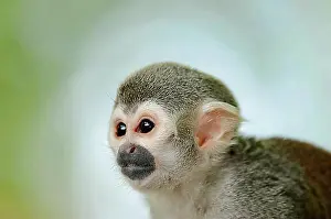 Prints of Common Squirrel Monkey (Saimiri sciureus), animal portrait, captive, Germany, Europe Common Squirrel Monkey Prints: Common Squirrel Monkey Print, Captive Portrait