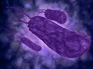 Prints of Conceptual image of helicobacter. Helicobacter is a genus of gram-negative bacteria possessing a characteristic helix shape October Prints: Helicobacter Bacteria Print
