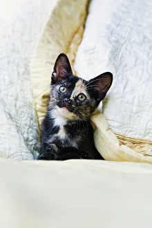 Curious Kitten Prints: Curious kitten on bed