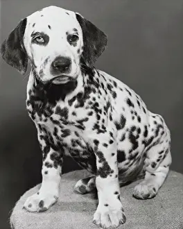 Domestic Animals Prints: Dalmatian
