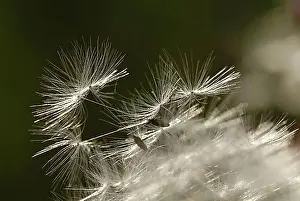 Common Dandelion Plant Prints: Dandelion