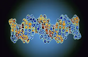 DNA Double Helix Print