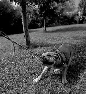 Dog pulling leash print