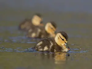 Aquatic Birds Prints: Ducklings gently floating on tranquil waters at dusk