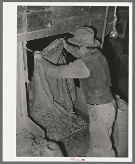 Agricultural Industry Images Prints: Dumping peanuts into conveyor hopper