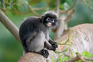 2016 Prints: Dusky Leaf Monkey Print - Captive Adult Feeding on Leaves