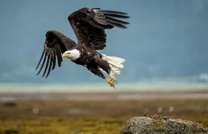 American Bald Eagle Prints: Eagle Take Off