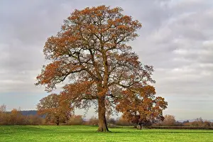 Gloucestershire Landscape Prints: England, Gloucestershire, Apperley