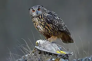 Central Europe Nature Reserves Prints: Eurasian Eagle-Owl (Bubo bubo)