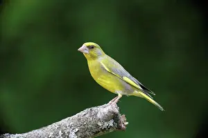 Prints of European Greenfinch (Carduelis chloris) adult male, perched on branch, Bulgaria, May Bulgaria Prints: European Greenfinch Print, Adult Male Perched on Branch