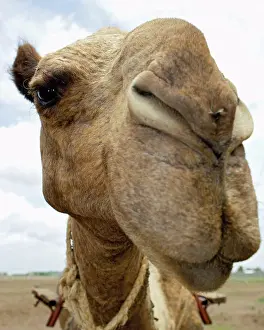 The Face of a Camel Print