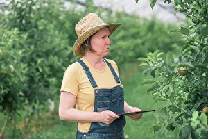 Farmer using tablet computer in organic apple orchard Print