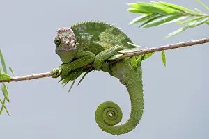 Indonesian Endemic Species Prints: Fischer chameleon hanging on a tree