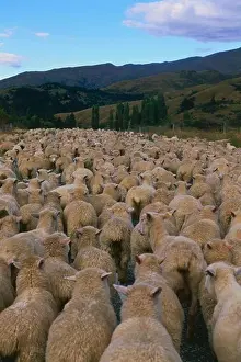 Flock Of Sheep Outdoors Prints: A flock of sheep, Crown Range Saddle, mountain pass, Cardrona, South Island, New Zealand