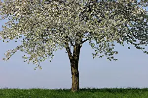 Fruit Tree Bloom Prints: Flowering cherry tree
