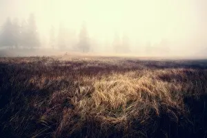 Coniferous Tree Photography Prints: Fog almost obscuring pine trees, light falling on a patch of long grass