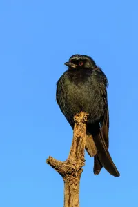 Fork-tailed Drongo Print, Madikwe Game Reserve, South Africa