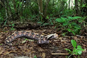 KwaZulu Natal Landscape Prints: The Gaboon Adder (Bitis gabonica)