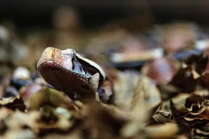 Reptile Photography Africa Prints: The Gaboon Adder (Bitis gabonica)