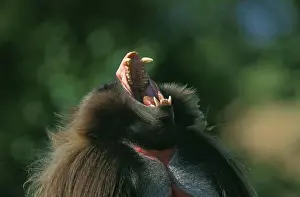 Prints of Gelada Baboon, Theropithecus Gelada, Portrait Of Male Calling, With Open Mouth Gelada Prints: Gelada Baboon Print