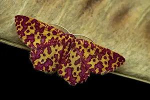 Lepidoptera Species Prints: Geometer moth (Chrysocraspeda anthocroca), Analamazaotra Madagascar
