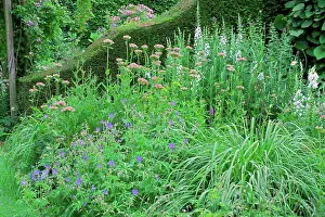 British Garden Flowers Prints: Geranium in bloom in a garden