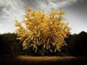 Autumn Season Plants Prints: Ginko tree