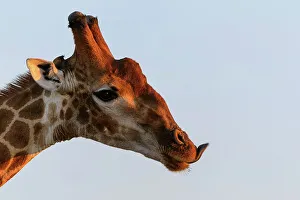 African Mammal Photos Prints: Giraffe (Giraffa camelopardalis)