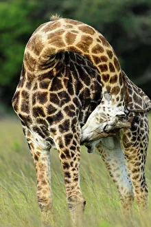 African Giraffe Prints: Giraffe (Giraffa camelopardalis)