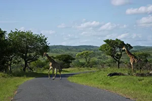 Giraffe Print - Hluhluwe iMfolozi Park, South Africa