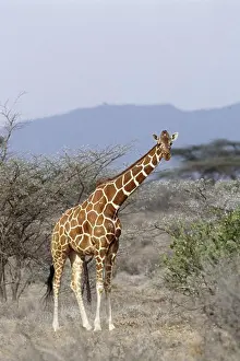 Artiodactyla Mammals Prints: Giraffe in wild