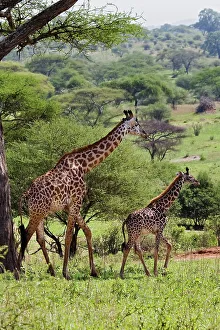 Giraffe Print from SuperStock