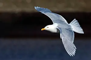 Prints of Glaucous Gull, Larus Hyperborus, Norway, Spitsbergen, Flight Photo, McPkst MCP MAS 2024 005062 MCPKST Vogel Prints: Glaucous Gull in Flight Print