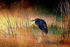 Backlit Bird Photography Prints: Goliath heron