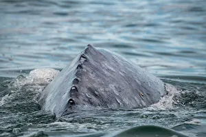 Whale Watching Tour Prints: back of gray whale