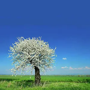 Cherry Tree Blooming Prints: Green fields in spring, blooming old Cherry tree (Prunus)