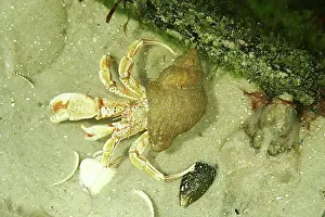 Prints of Hermit crab Hermit Crab Prints: Hermit crab Print from SuperStock