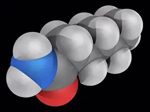 Prints of Hexanamide capronamide, molecular model. Organic compound, amide. Reacts with azo and diazo compounds to generate toxic gases. Atoms are represented a May Prints: Hexanamide capronamide molecular model print